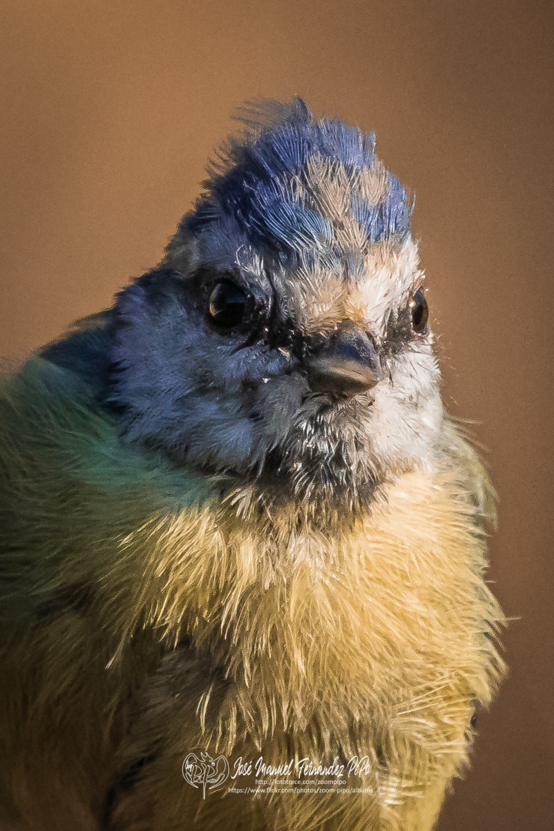 50274786471_54d0bfbef7_or