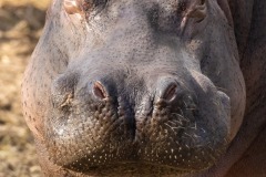 Hipopotamo común. Hippopotamus amphibius.