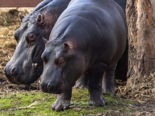 Hipopotamo común. Hippopotamus amphibius