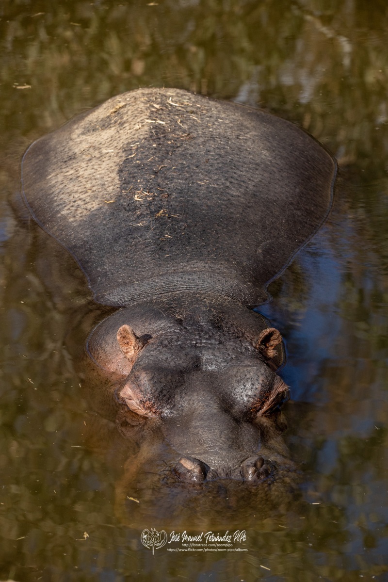 49742808312_a84fcc54e8_o