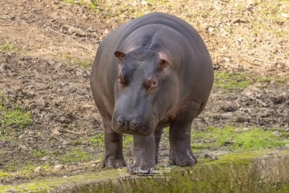 Hipopotamo común. Hippopotamus amphibius.