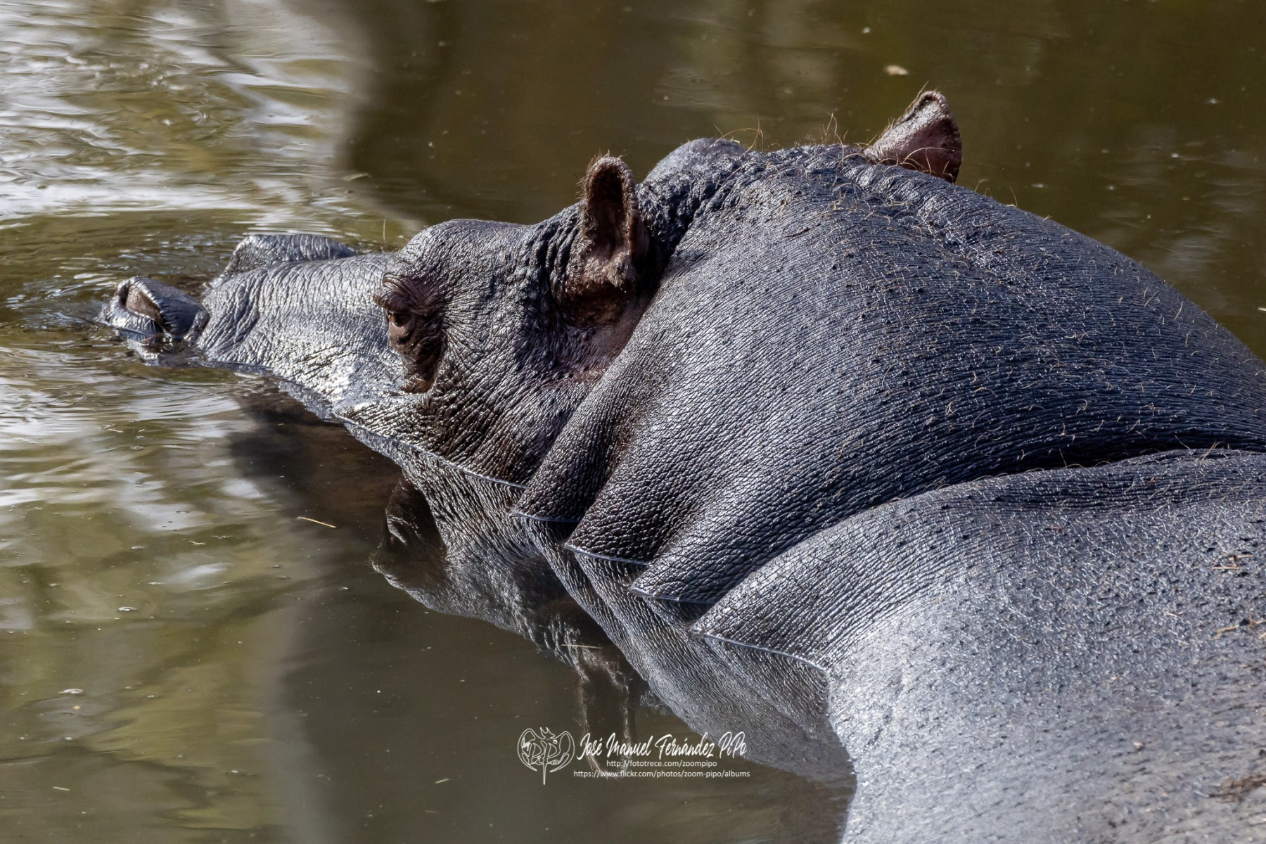 49742808672_8eeaa89b28_o