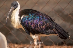 Ibis Australiano. Threskiornis Spinicollis.