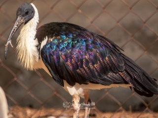 Ibis Australiano. Threskiornis Spinicollis