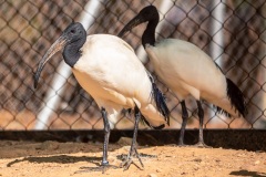 Ibis de Cabeza Negra. Threskiornis Melanocephalus.