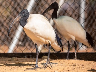 Ibis de Cabeza Negra. Threskiornis Melanocephalus