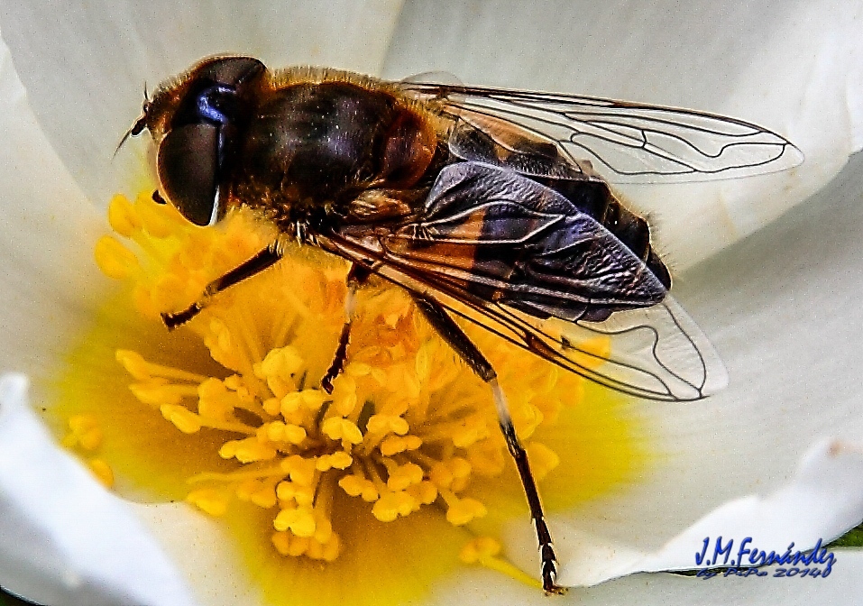 13699953713_929aa55541_o