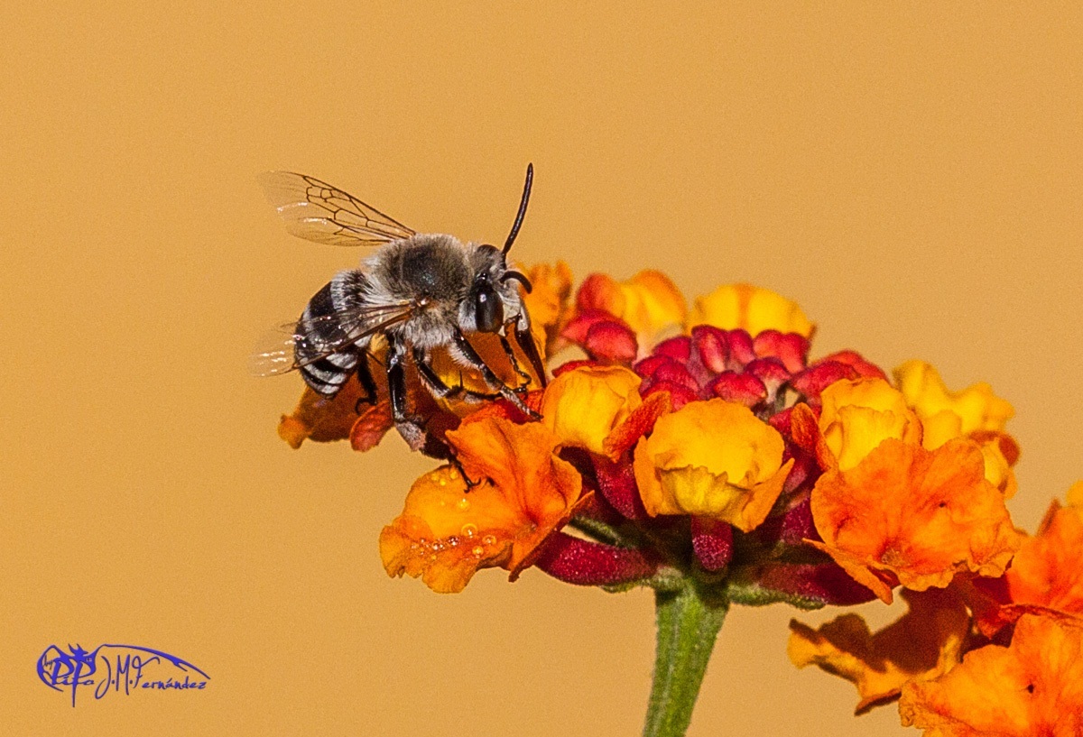 15763477385_f538a7e642_o