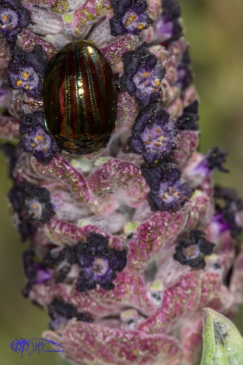 16534348710_3a5b31af6f_o