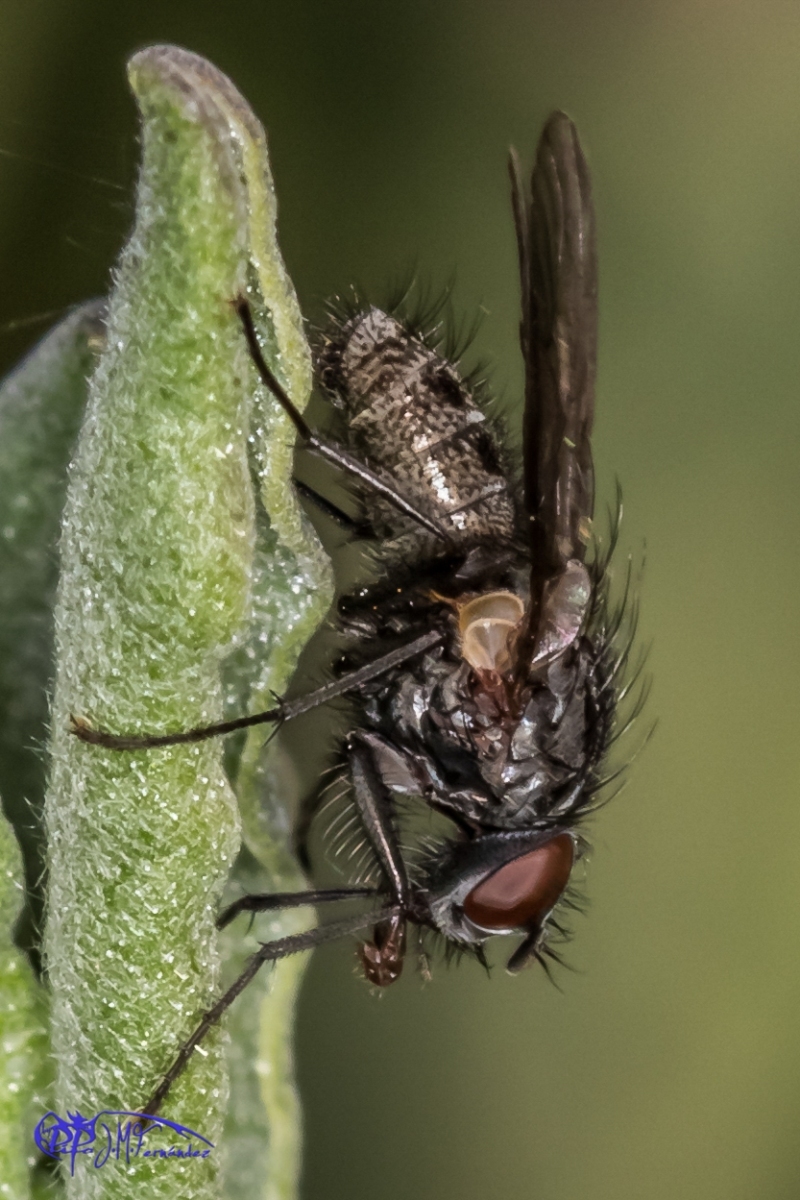 16544129860_7daede323b_o