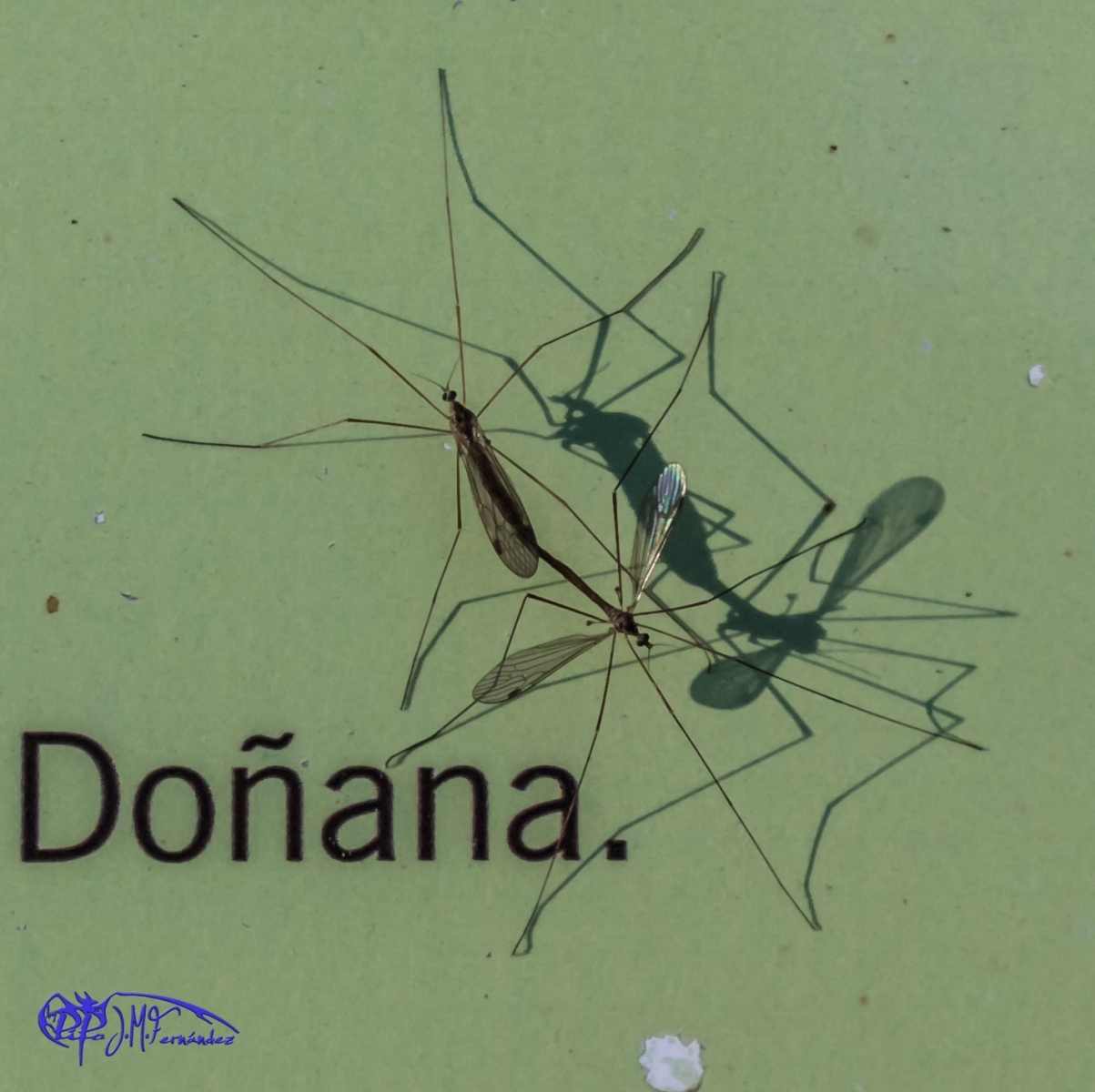 16688732103_673e893006_o