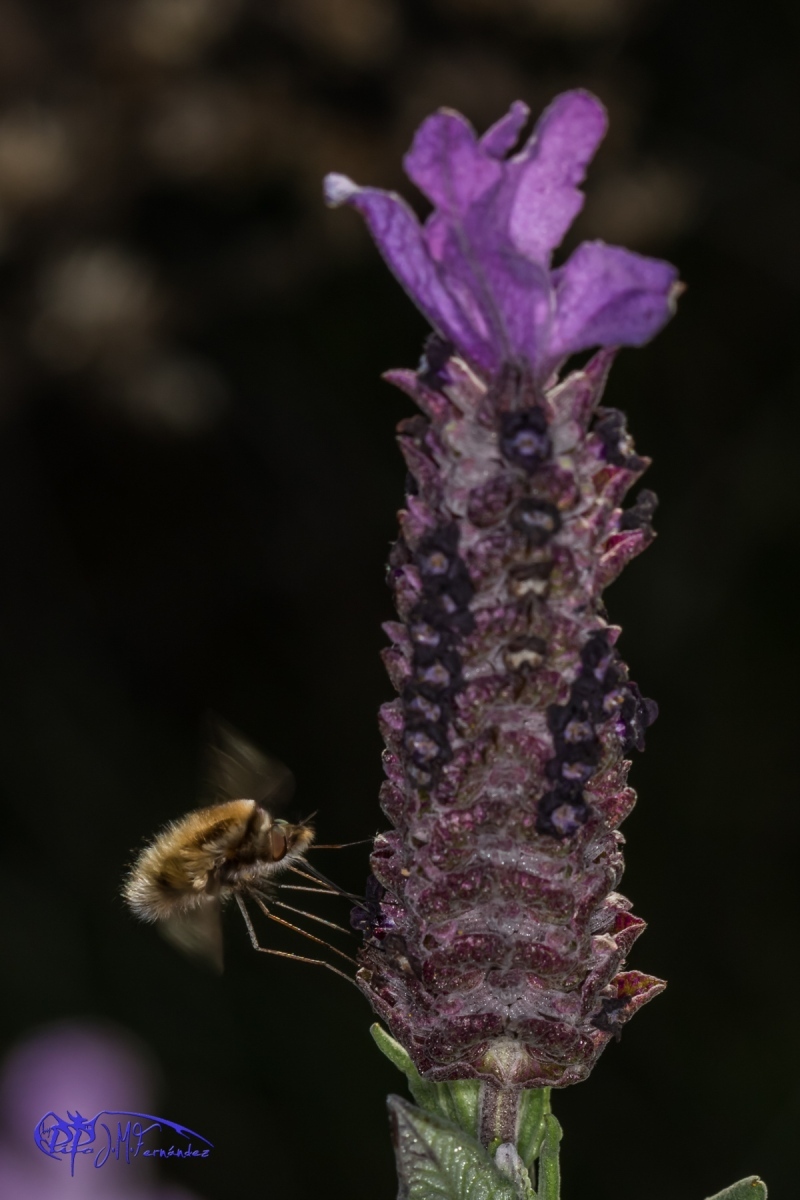 16720687932_8a6ef1fb60_o