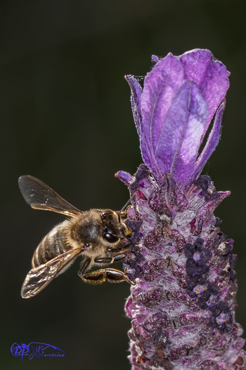 16720690492_4fd3cd191c_o