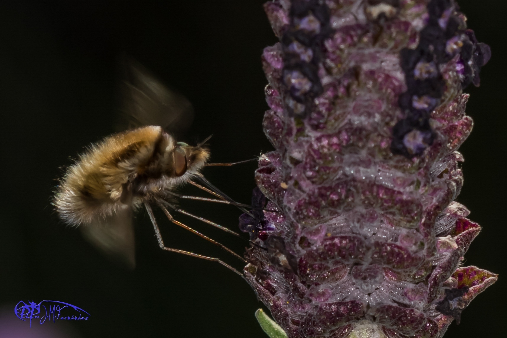 16773299482_237b8a85ab_o