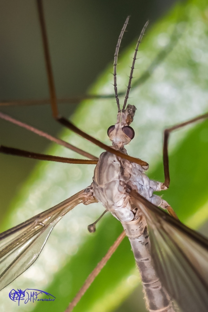 16773300662_c78fa74b8e_o