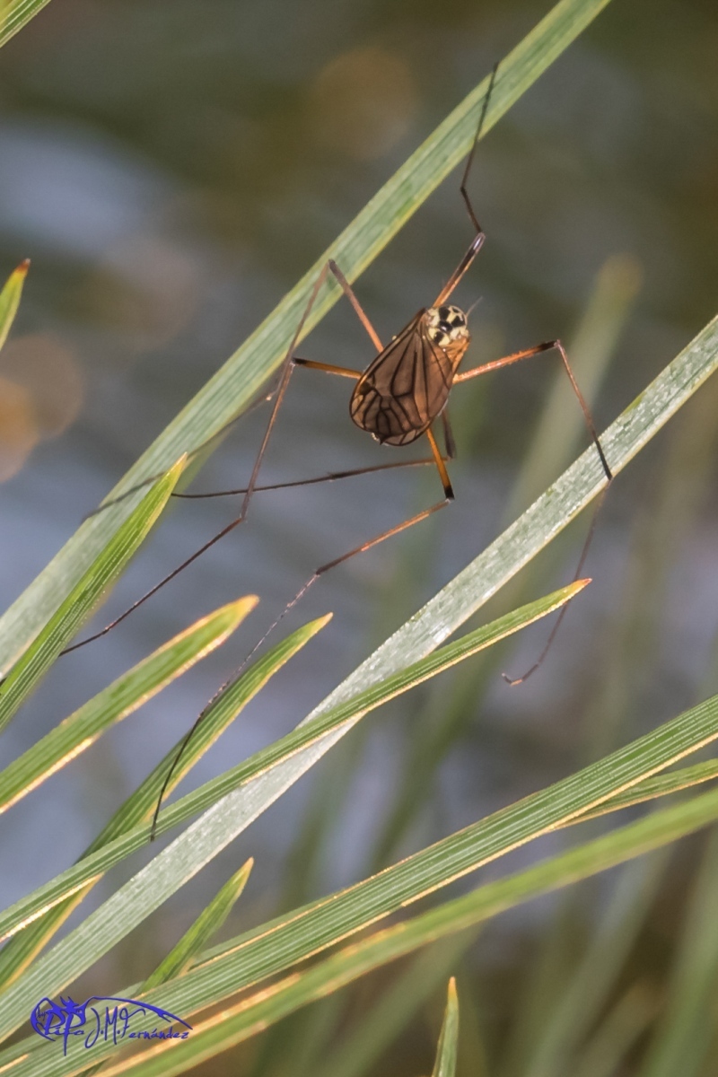 16774386915_73cd2ac0d9_o