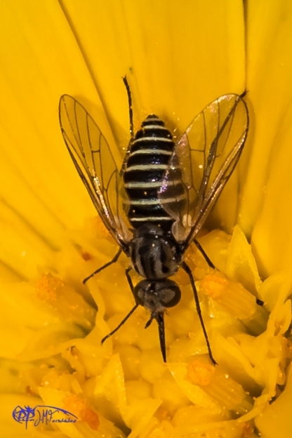 16913164472_bbf24209ed_o