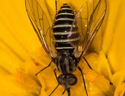 Insectos Varios