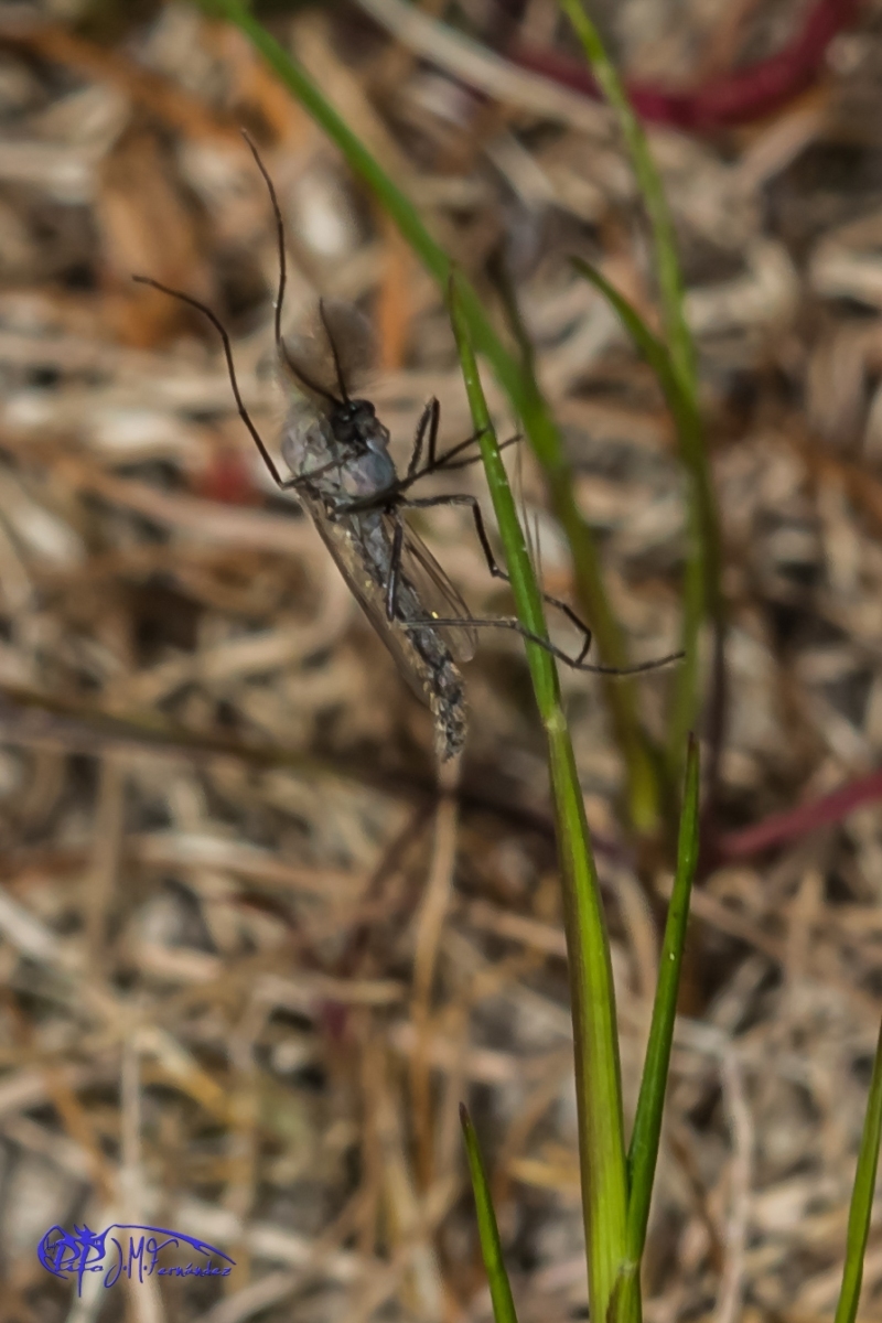 16914429505_43ebb7ebbd_o