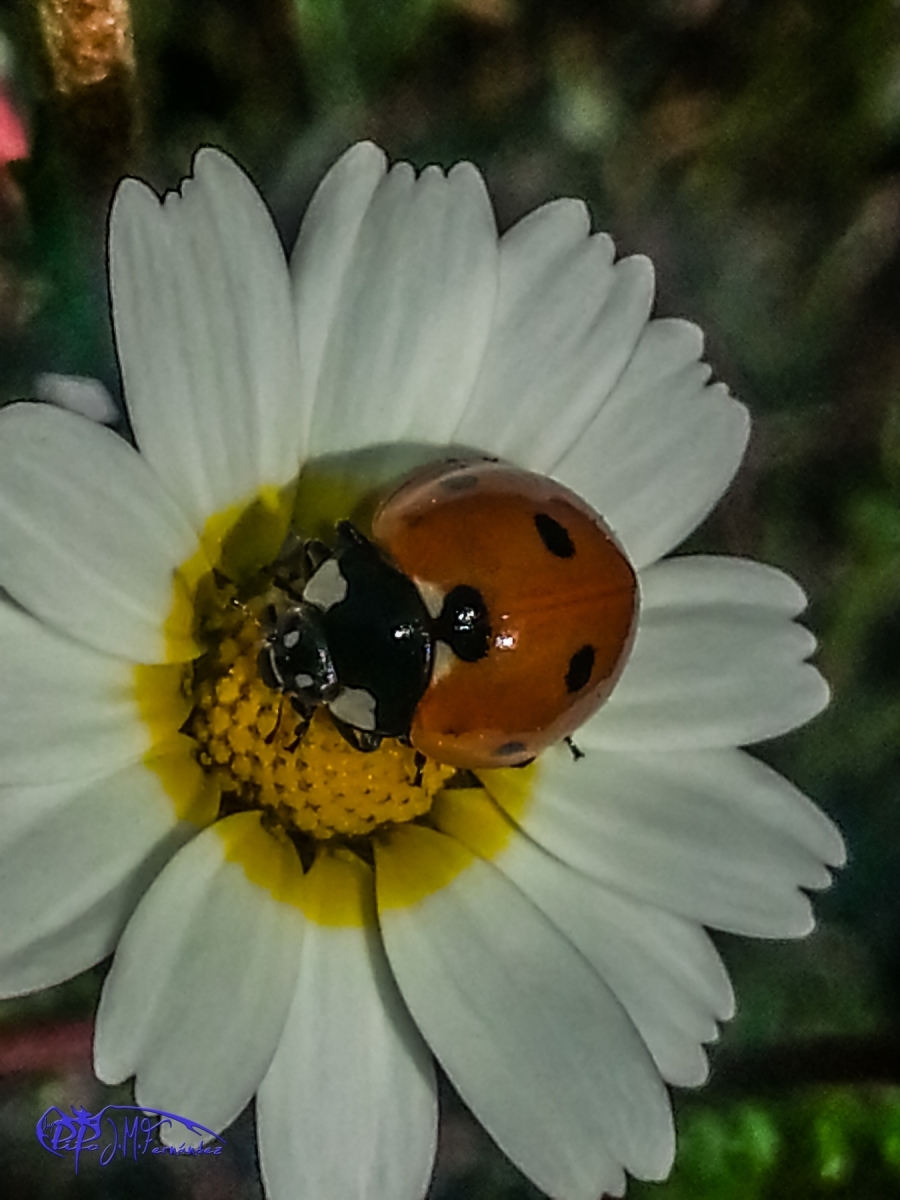 17304471415_2a1f096d89_o