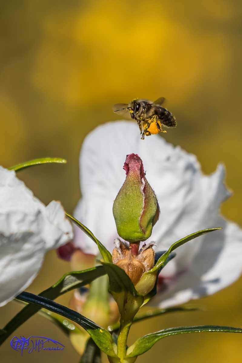 17351981515_e3689060c1_o