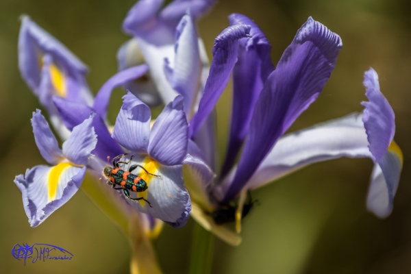 17519235515_bee2b79431_o