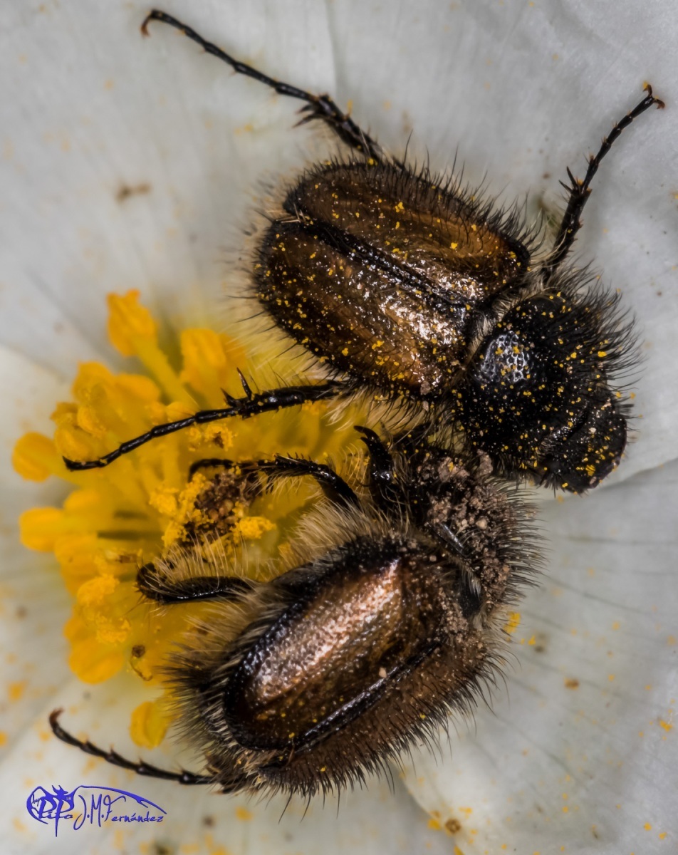 17699210168_c6370d28ce_o