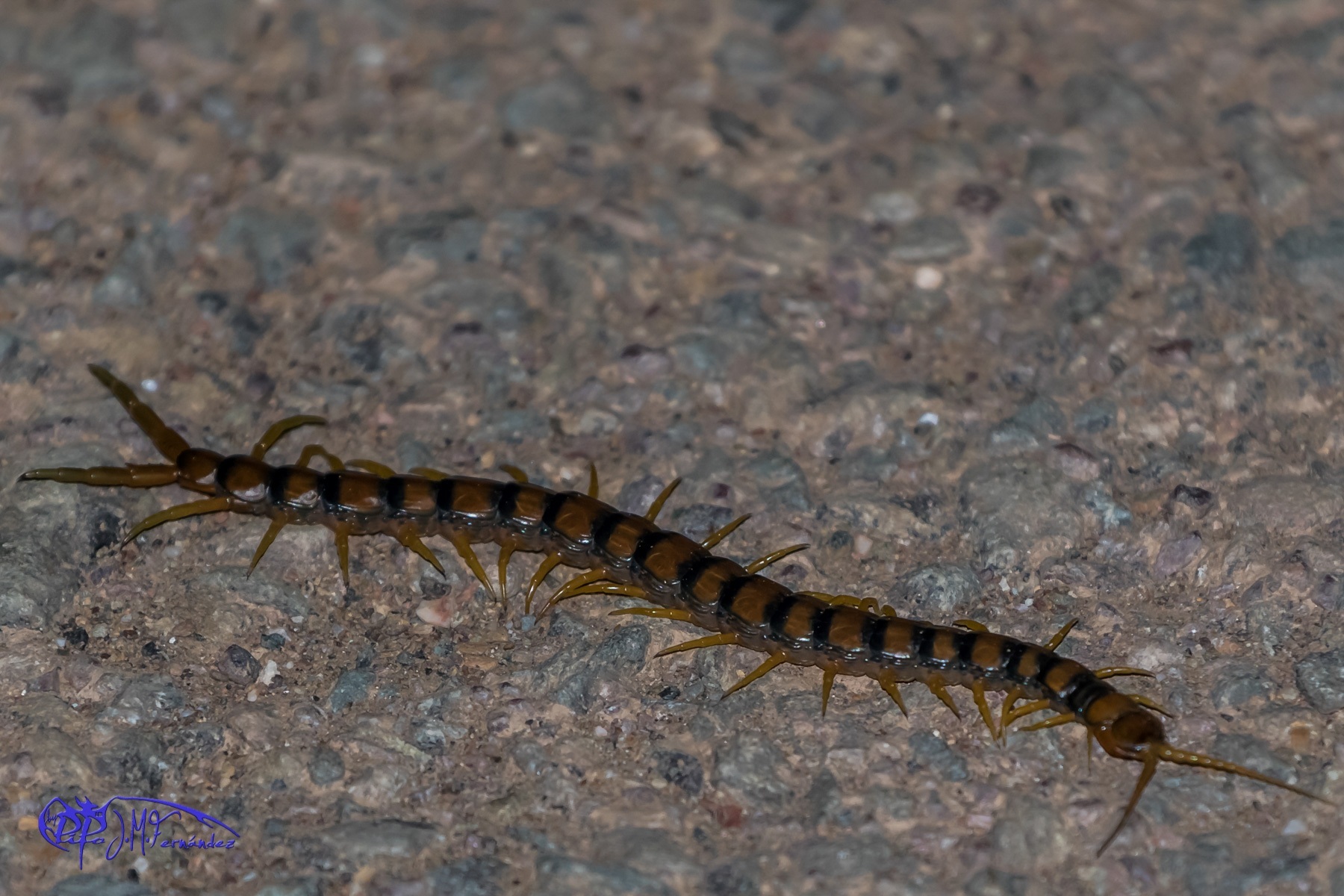 17719147635_967e0429fd_o