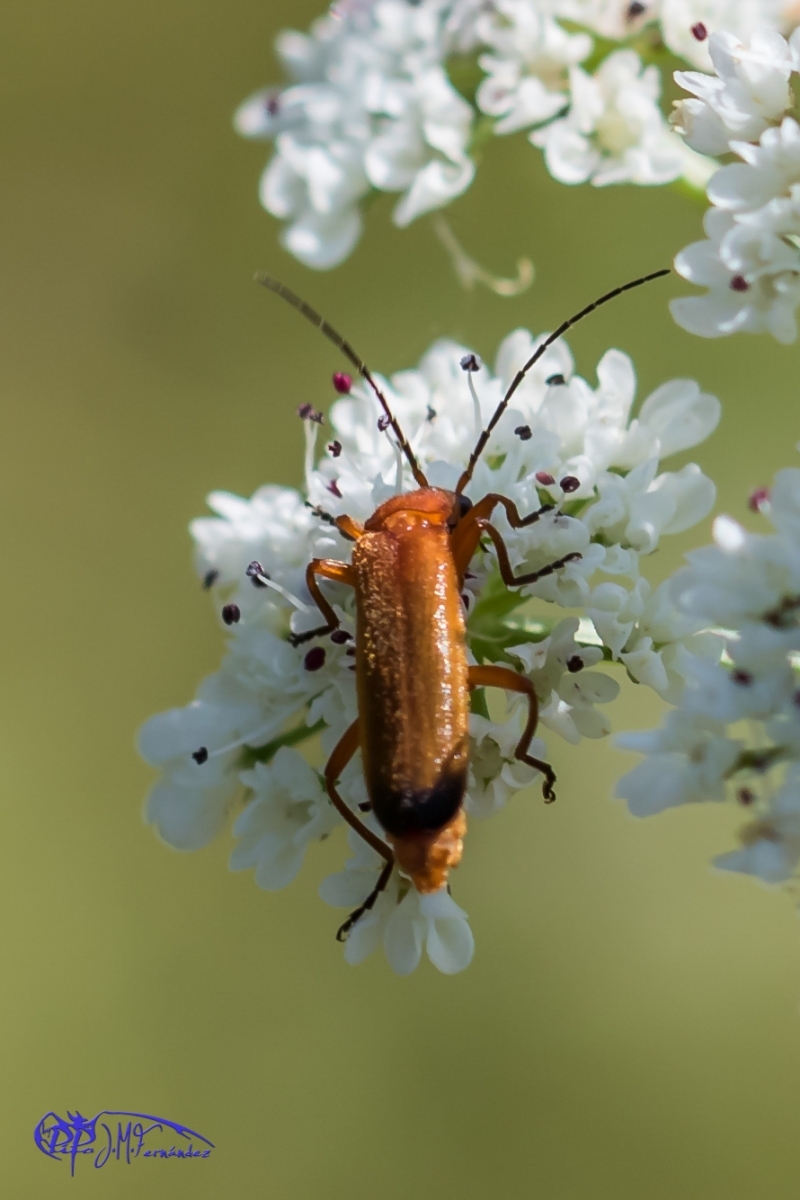 17825821413_5ee3b90bb0_o