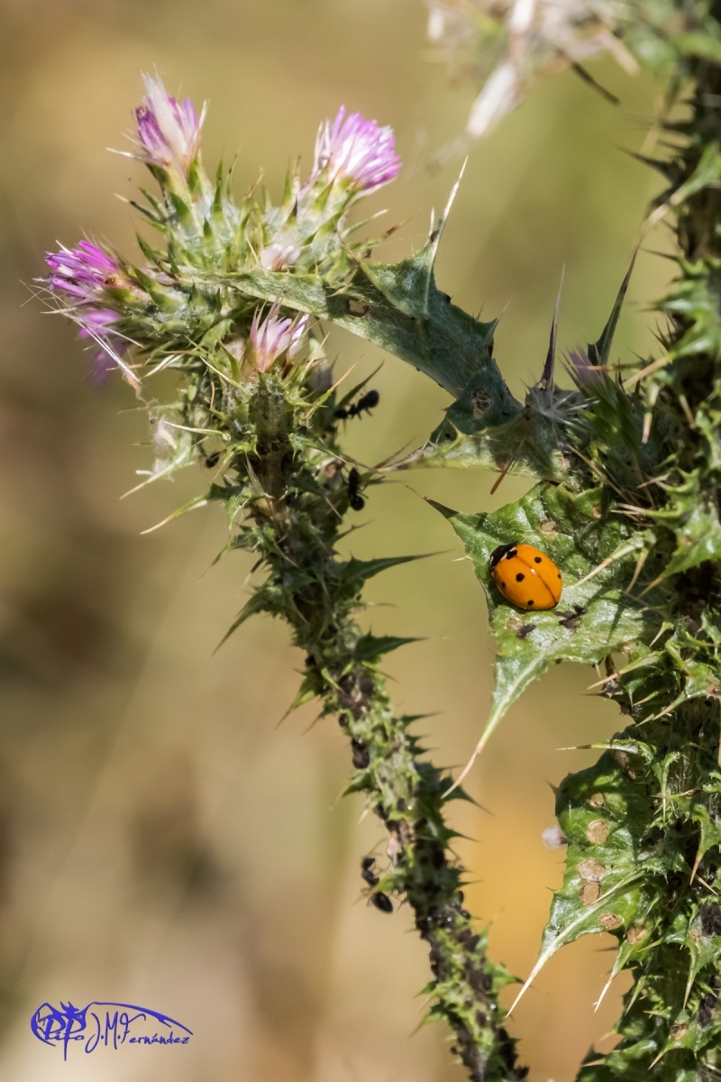 18508579712_8847990c2a_o