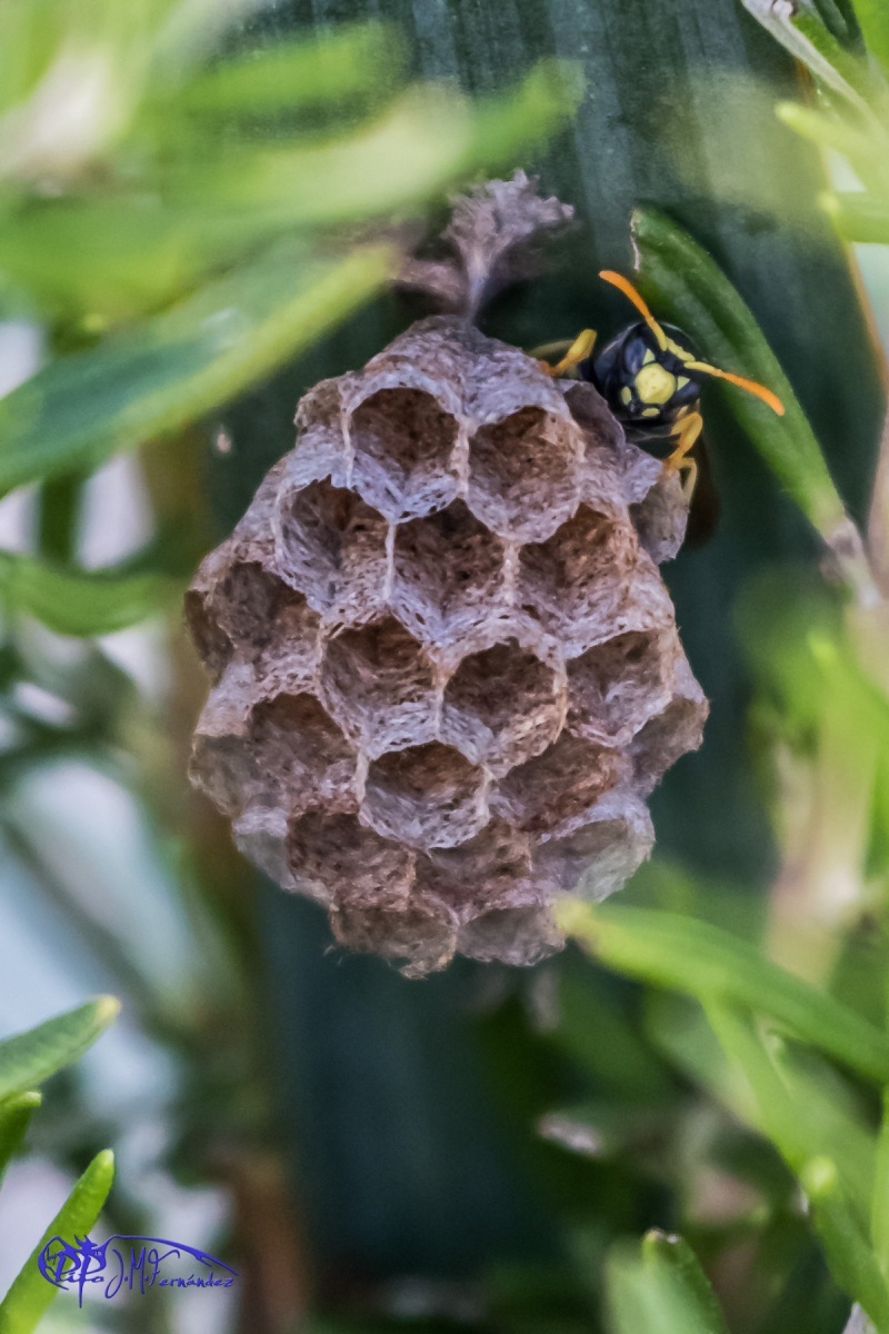 18578979813_4bf22d8bc1_o