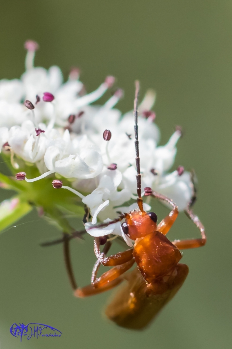 18597124295_25e83528b0_o