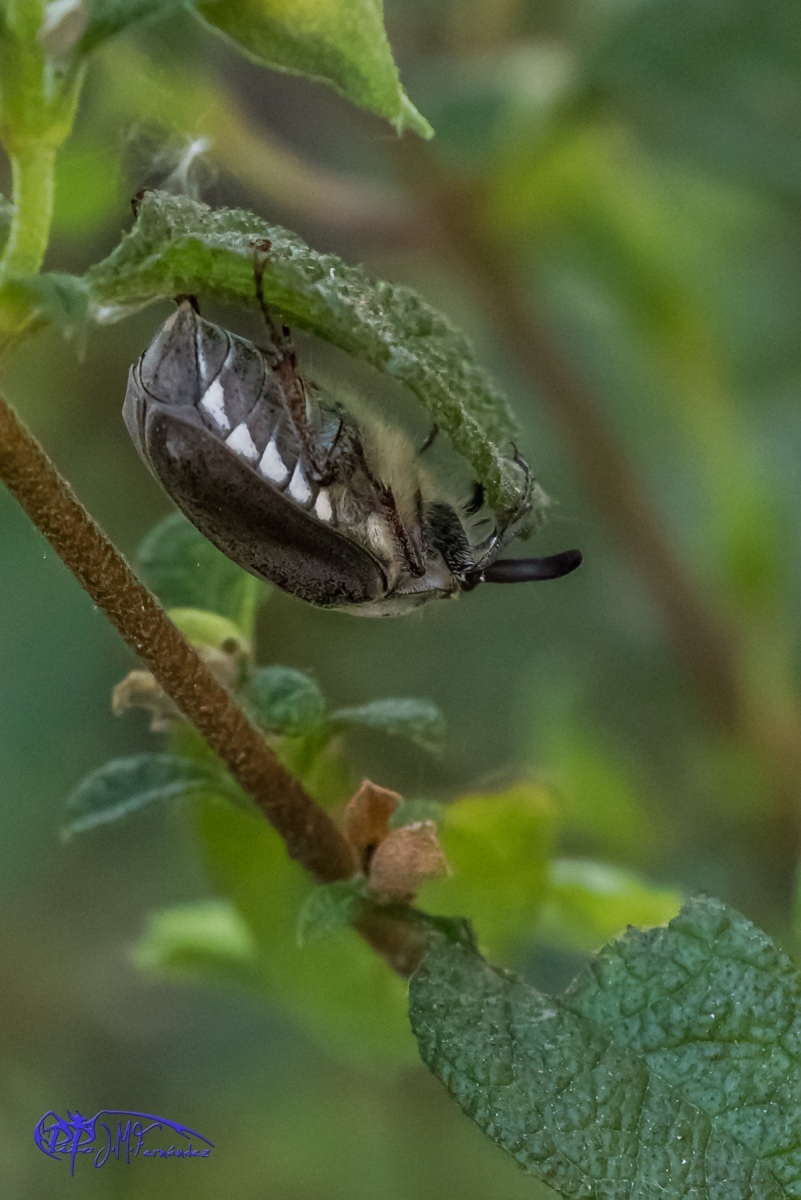 18609667770_53d5022bee_o