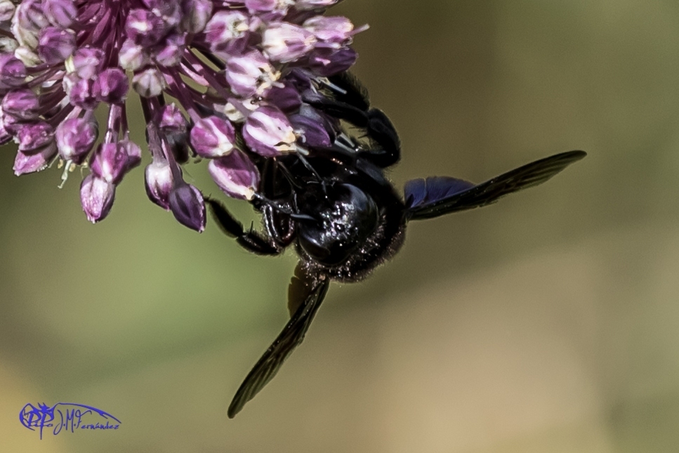 19199586685_d42233325d_o