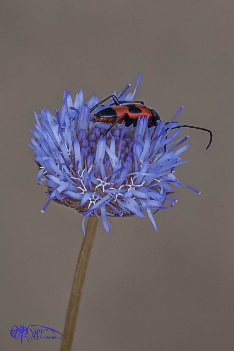 19203219661_7b3c617882_o