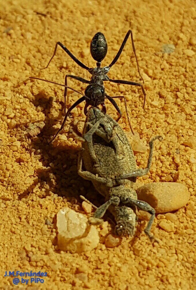 20330647194_14716991a0_o