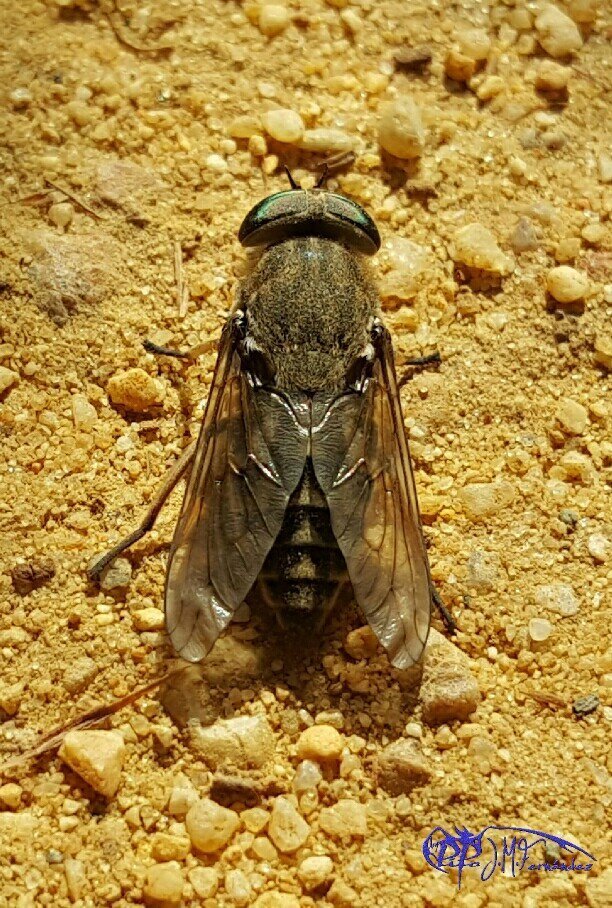 21158403635_bf8375e2c9_o