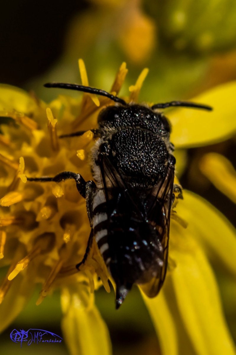 21867895088_73b5c81dba_o