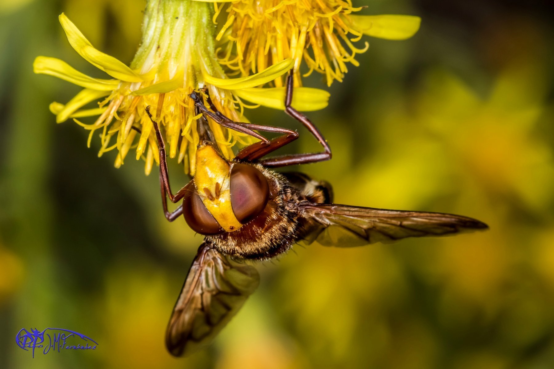 21995530006_1411125700_o