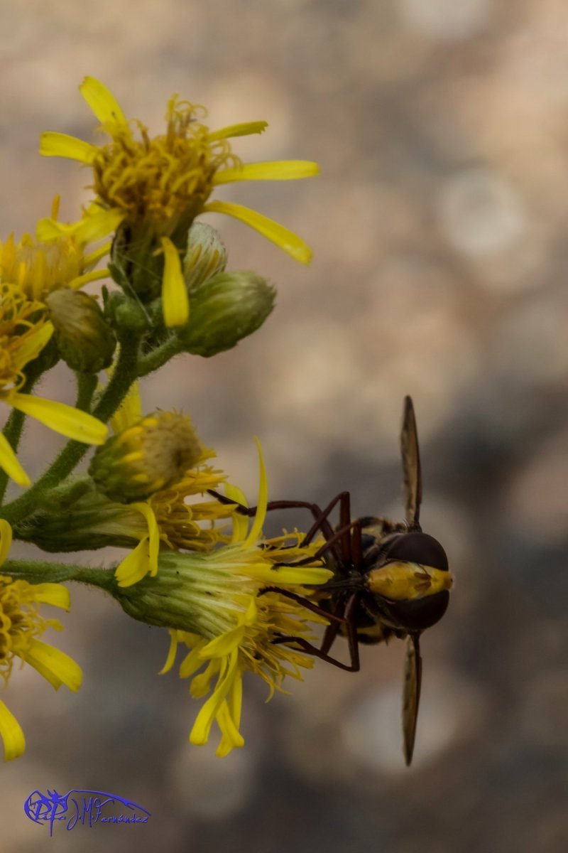 22045753556_9857db123b_o