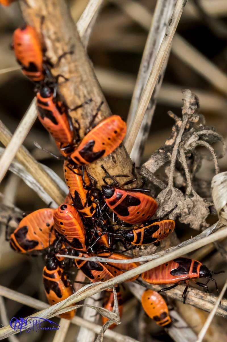 22045894736_5303751166_o