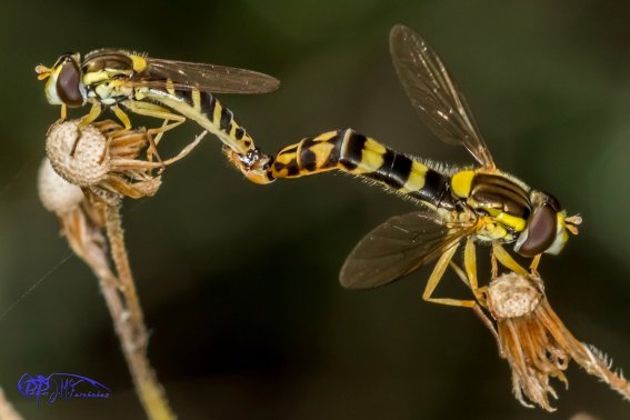 Insectos Varios