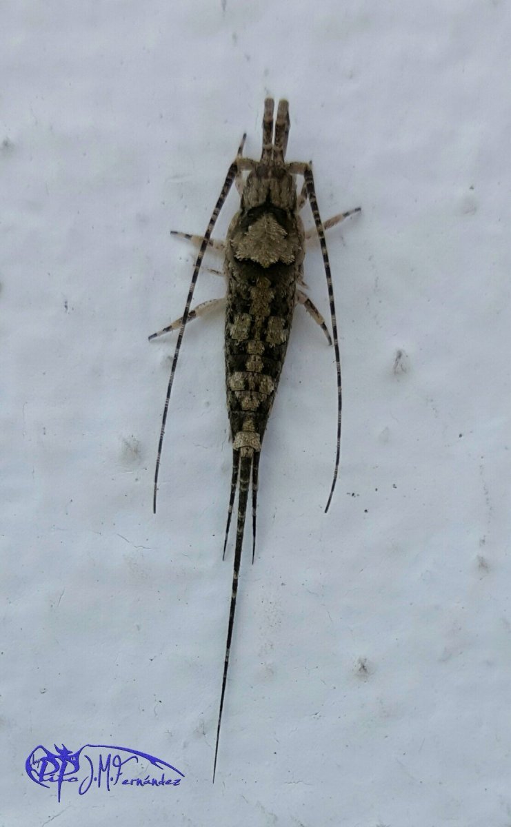 23615322969_973335a75a_o