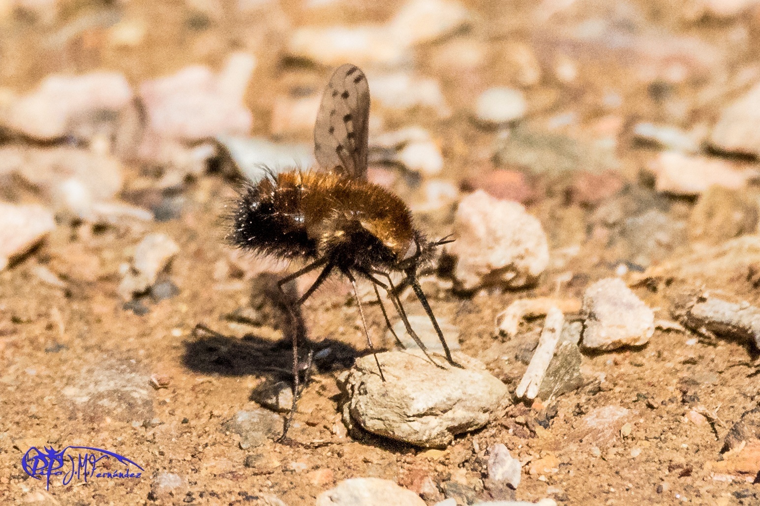 25755571816_97bb6cb7f6_o