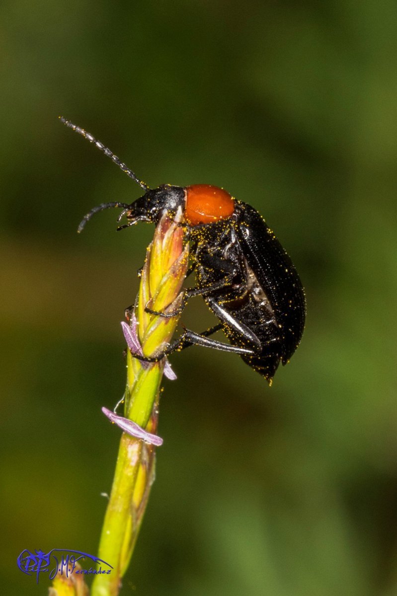 26531560814_4a3f246024_o