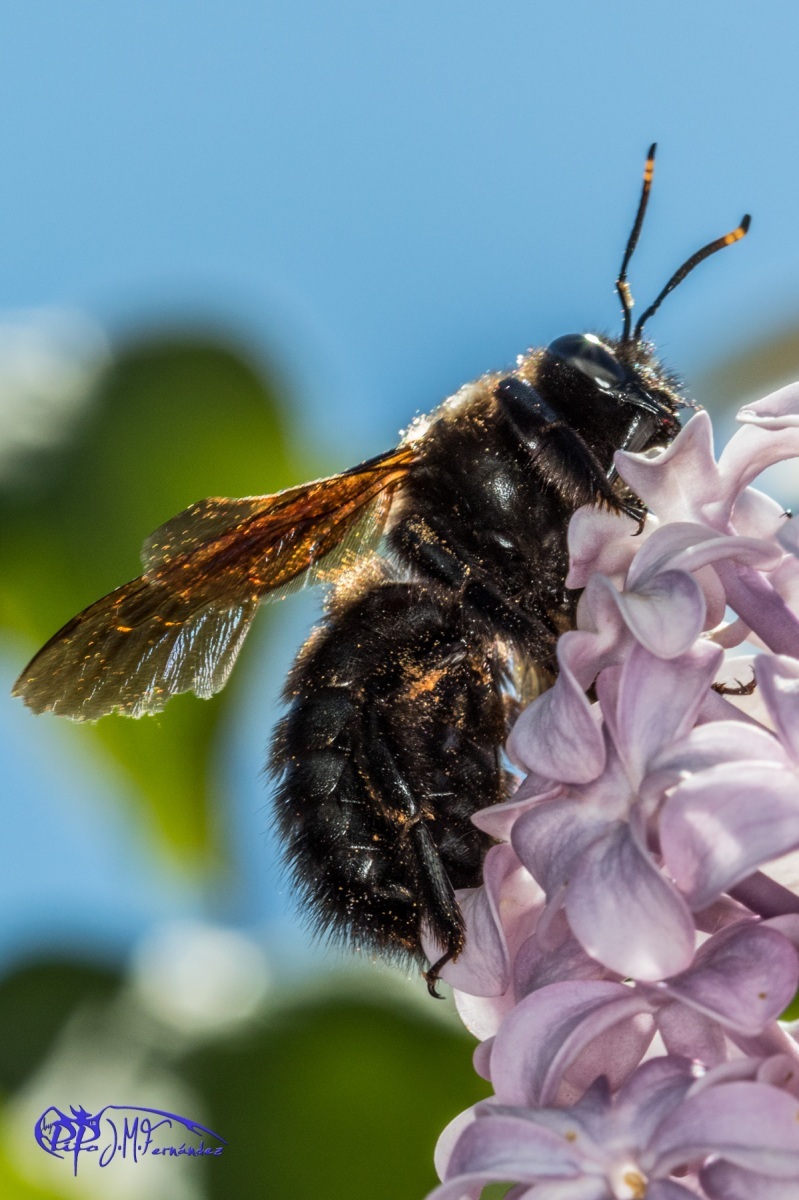 26842611774_95e95a26fb_o