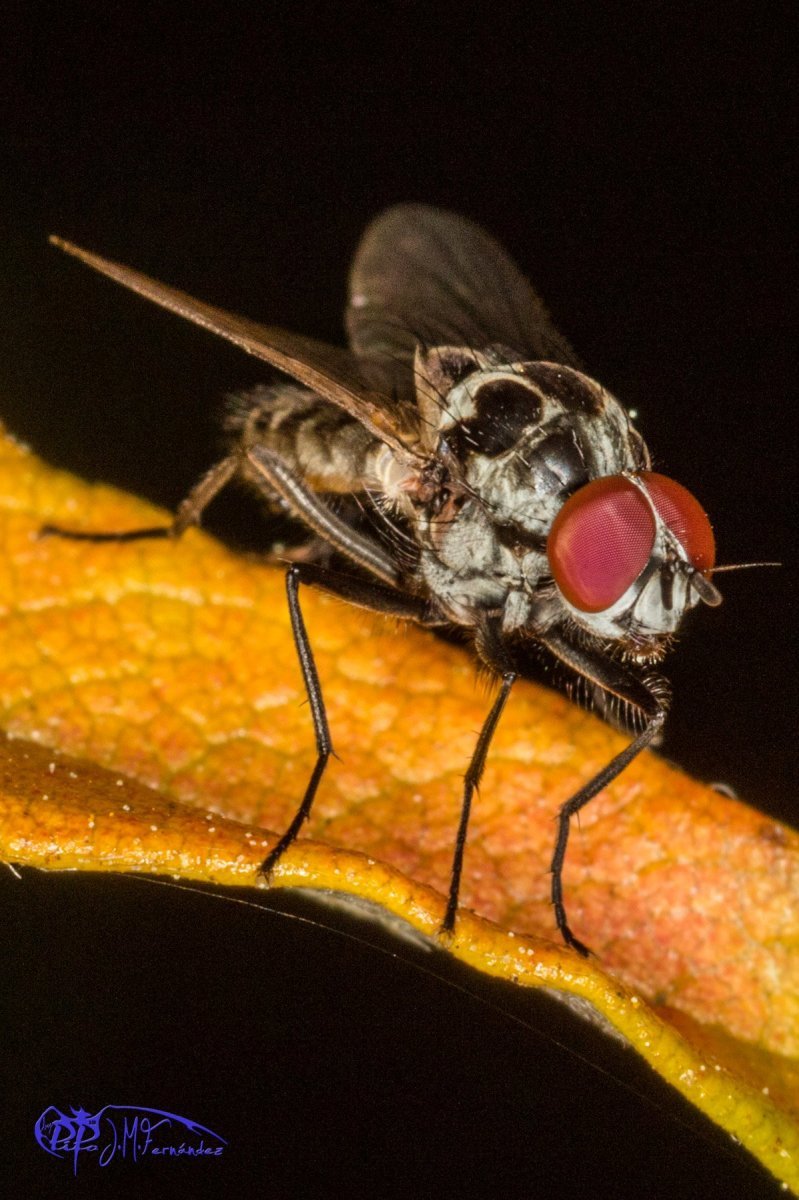 26852052270_bf9a657fe9_o