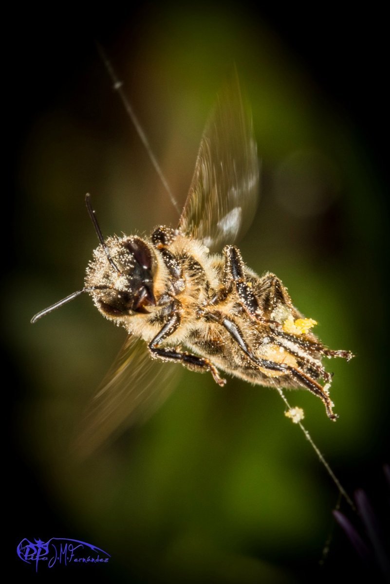 26852061900_a2df84ecd4_o