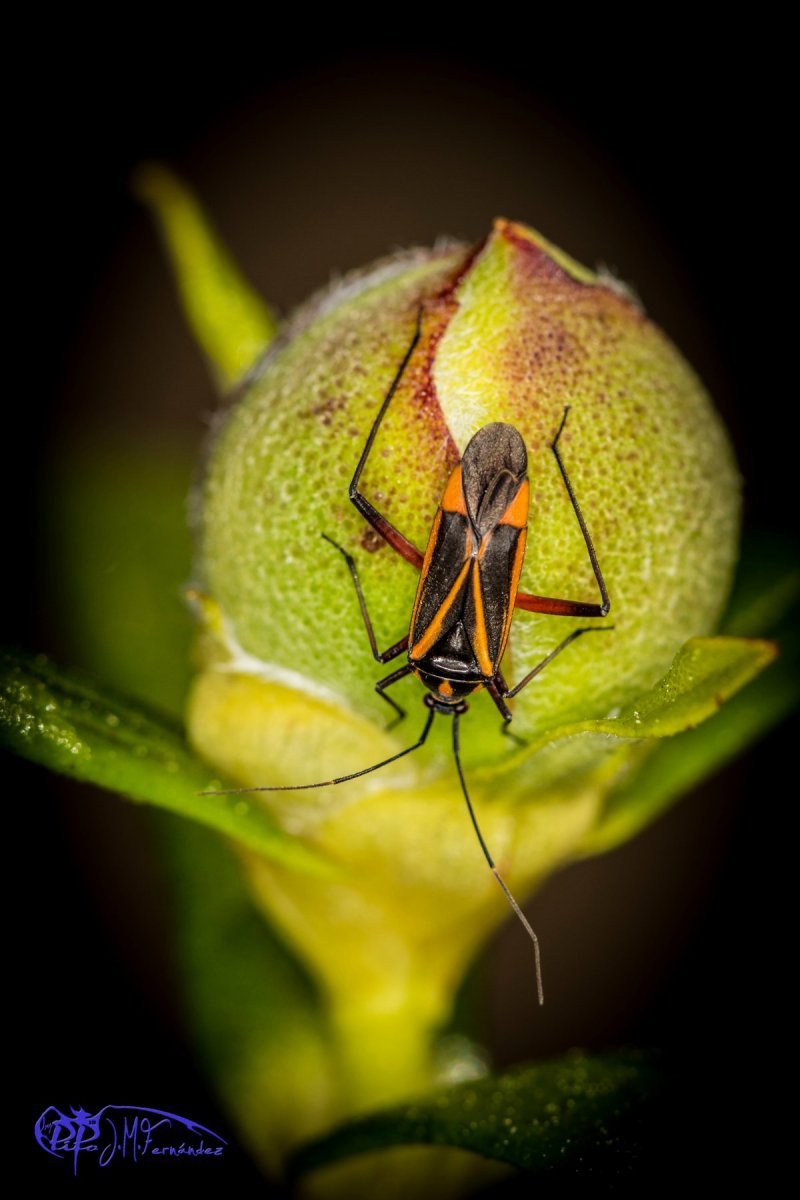 27068706921_304bf3ce33_o