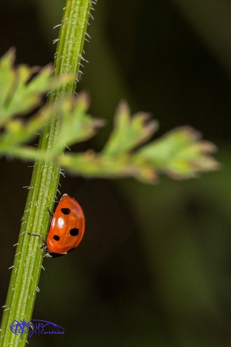 27093181516_3eafbcc754_o